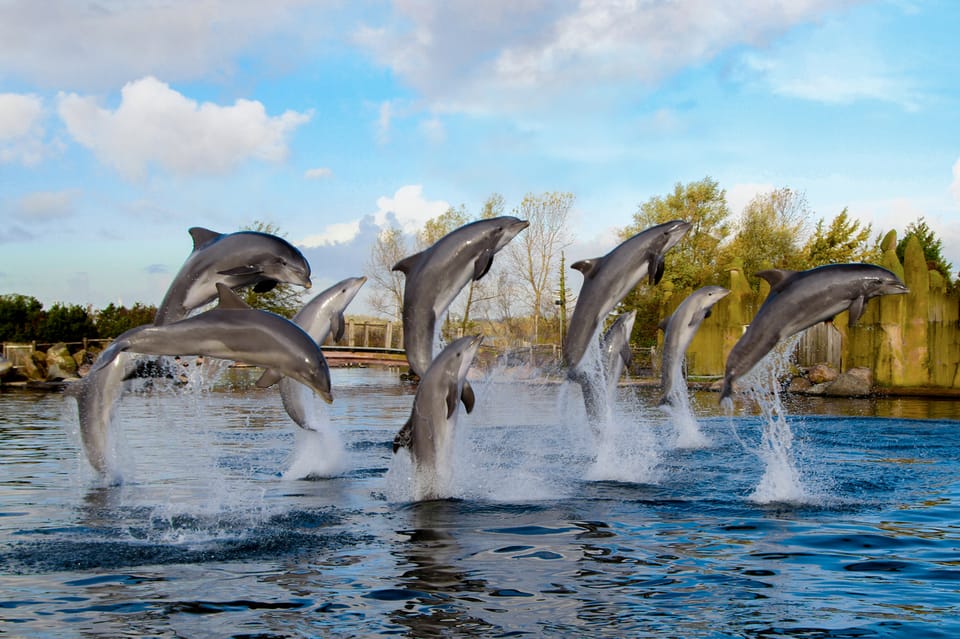 delfinarij