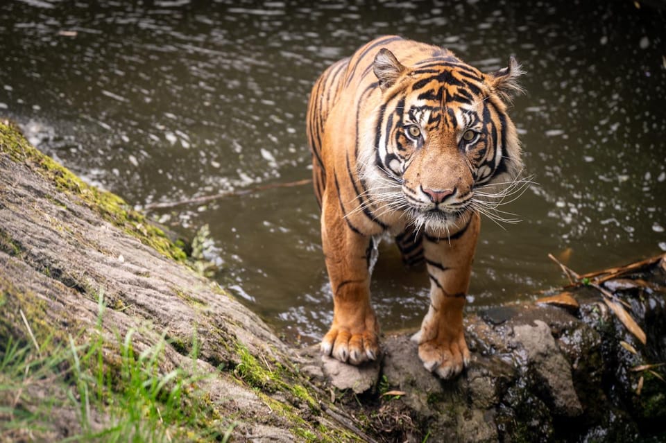 Roterdamas: Roterdamo zoologijos sodo Blijdorp įėjimo bilietas